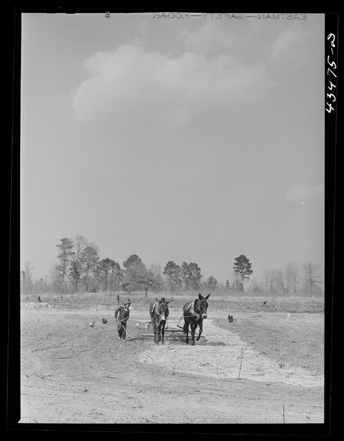 Cultivating a field at Orangeburg Farms, a FSA (Farm Security Administration) project where eight families were settled from the Santee-Cooper basin. Orangeburg County, South Carolina