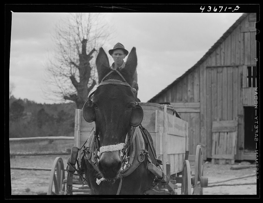 Tenant farmer moving the last of his load out of his farmer home in Camp Croft area. Near Whitestone, South Carolina