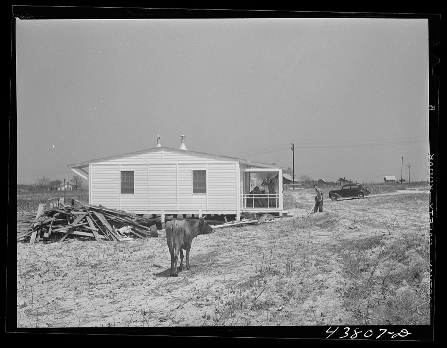 A pasture behind the prefabricated houses at Pacolet, South Carolina is being provided for cattle brought by many of the farmers out of the Camp Croft area