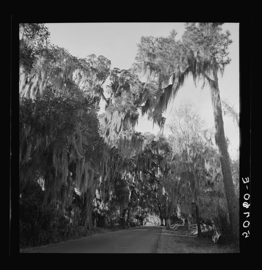 Typical highway near Summerville, South Carolina, with heavy hanging Spanish moss