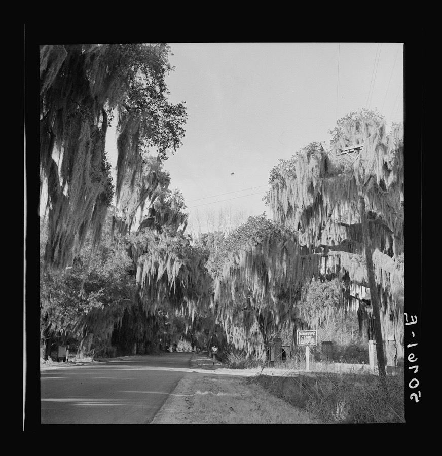 Typical highway near Summerville, South Carolina, with heavy hanging Spanish moss