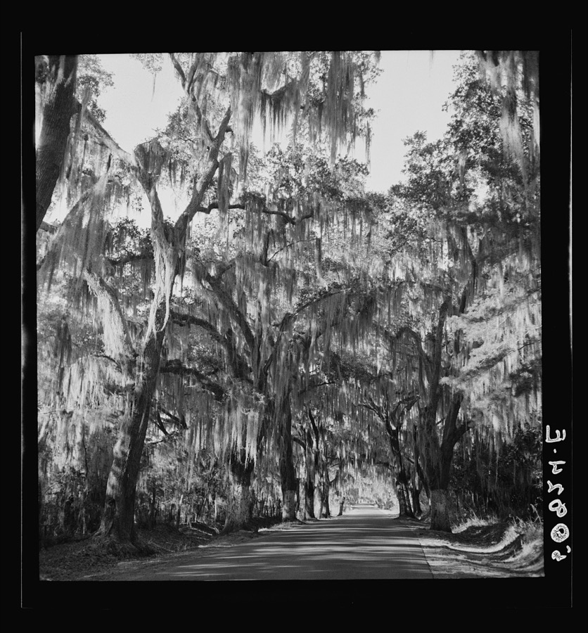 Typical highway near Summerville, South Carolina, with heavy hanging Spanish moss