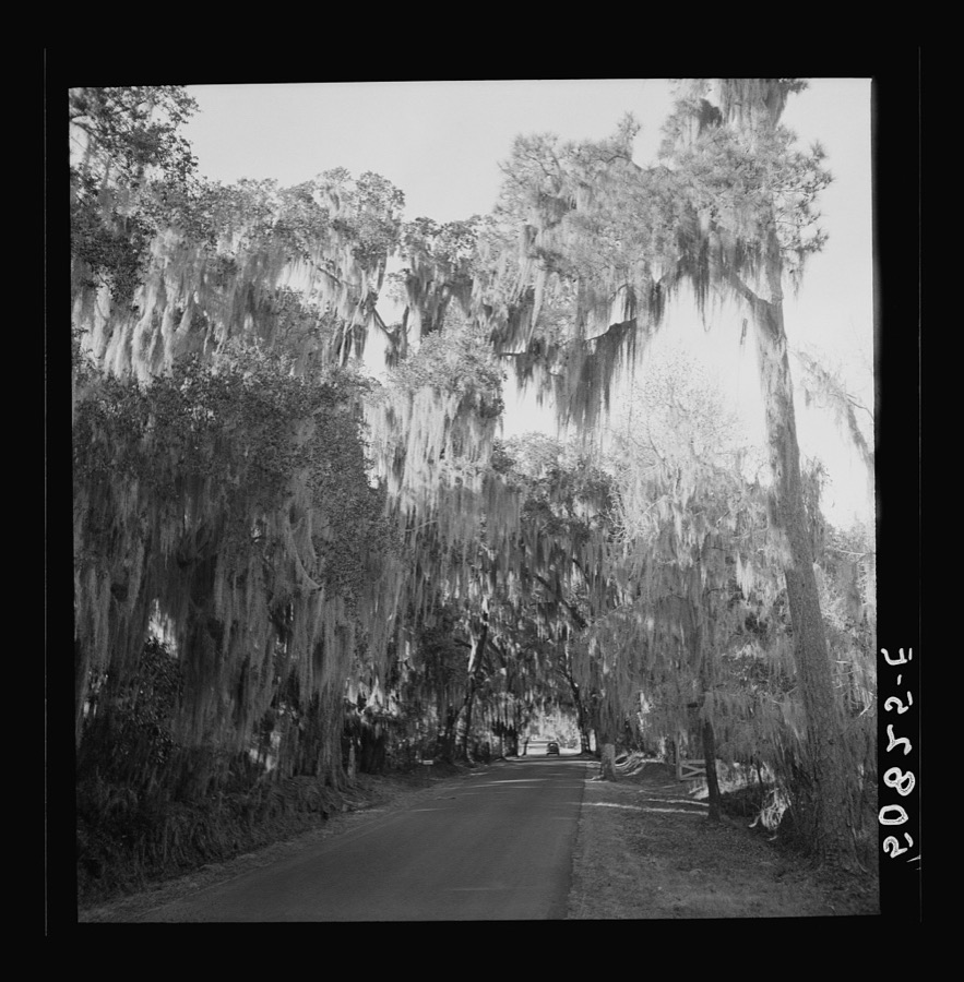 Typical highway near Summerville, South Carolina, with heavy hanging Spanish moss