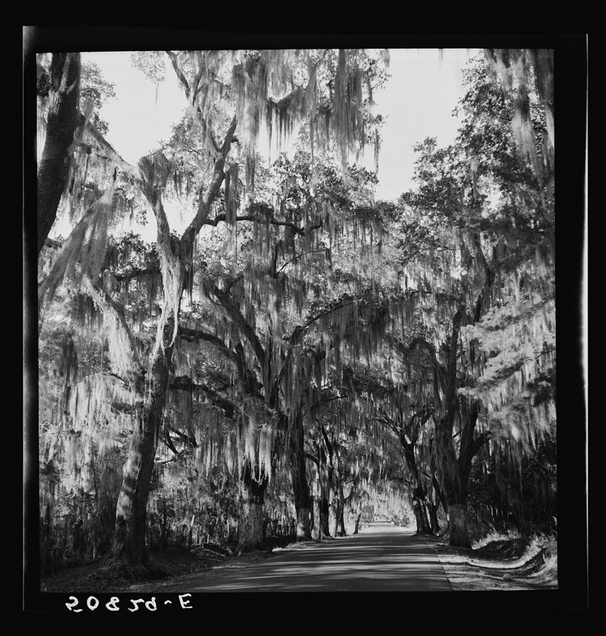 Typical highway near Summerville, South Carolina, with heavy hanging Spanish moss