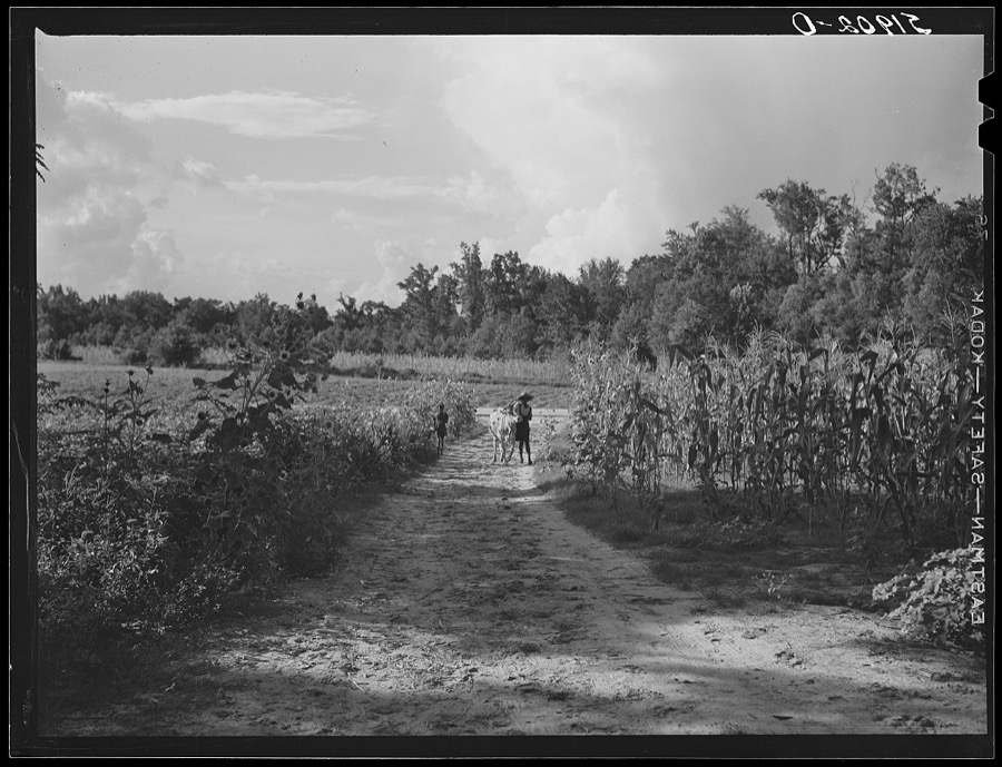 Rehabilitation client Pauline Clyburn, Manning, Clarendon County, South Carolina, bringing in cow