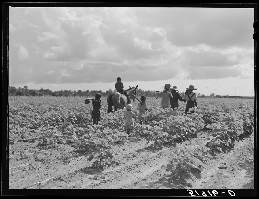 Pauline Clyburn, rehabilitation client at Manning, Clarendon County, South Carolina, and her children working in tobacco or cotton
