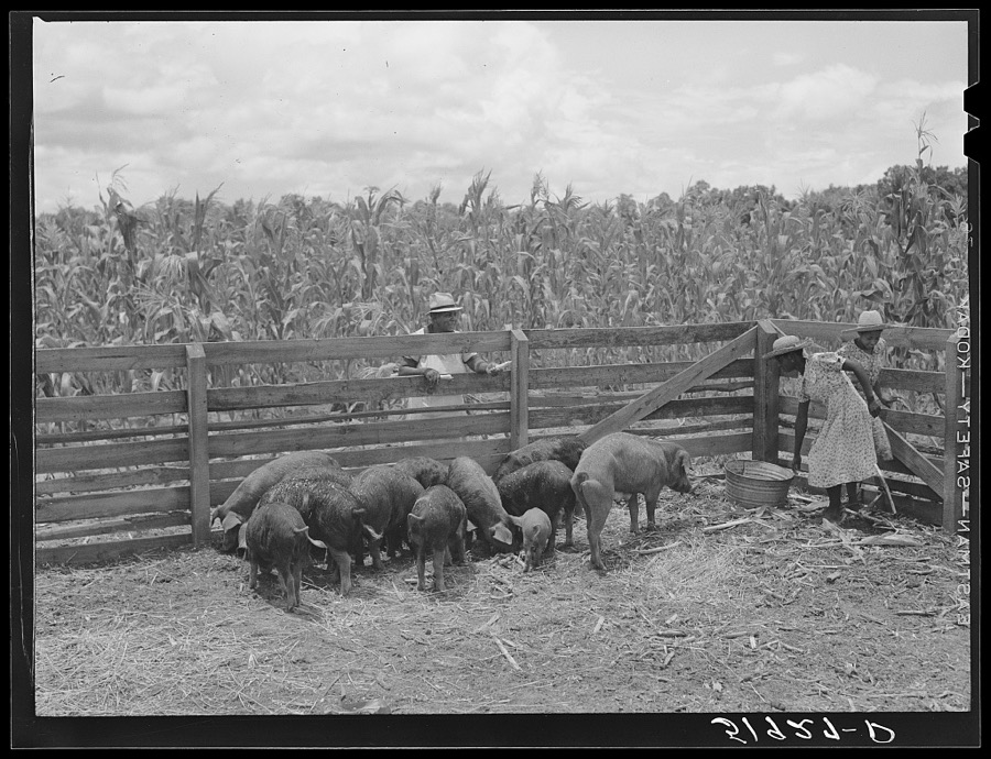 Children of Frederick Oliver, tenant purchase client, feeding hogs on their farm near Summerton, South Carolina