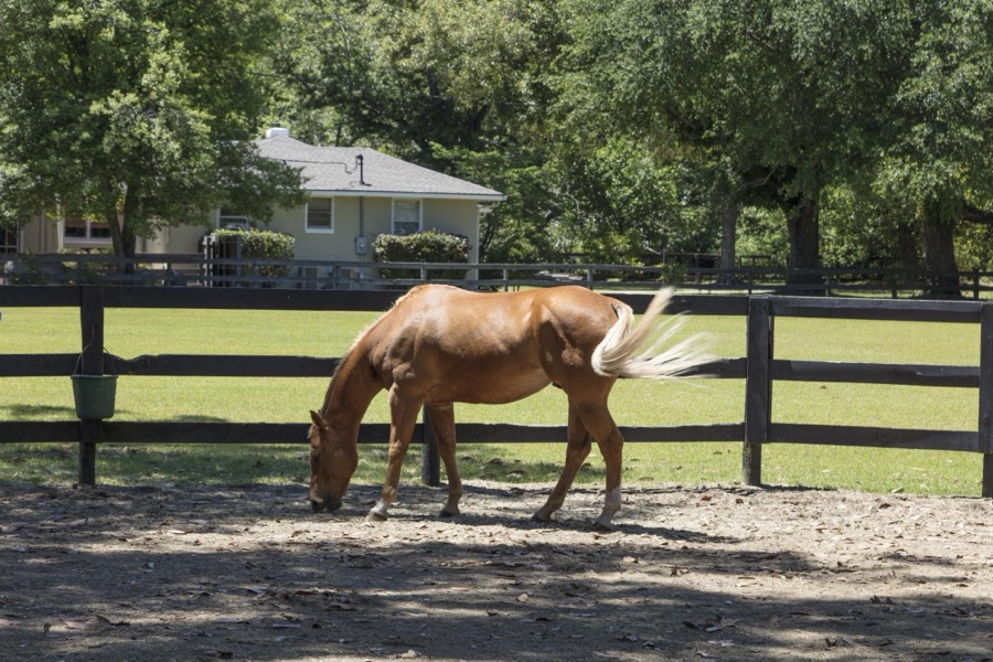 Horse in the training, racing, and polo grounds section of Aiken, South Carolina