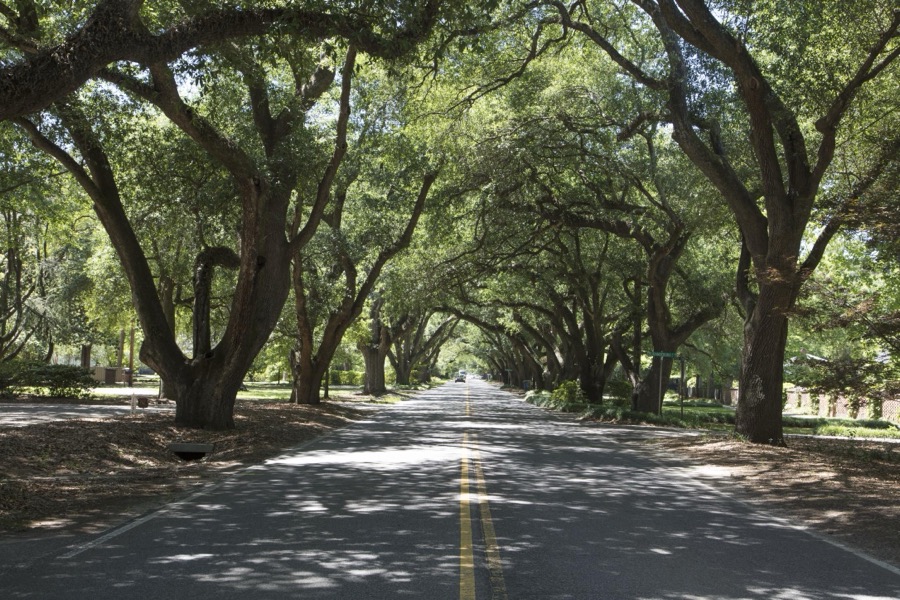 Canopy of trees on South Boundary Avenue in Aiken, South Carolina