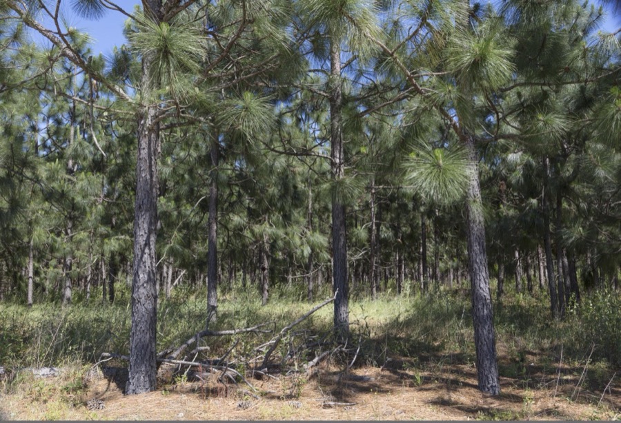 Typical scene in the piney woods of Southeast South Carolina's Edgefield County, near Eureka