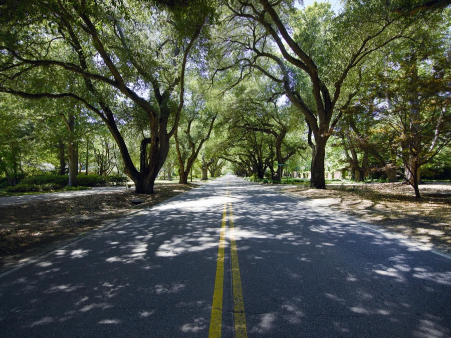 Canopy of trees on South Boundary Avenue in Aiken, South Carolina