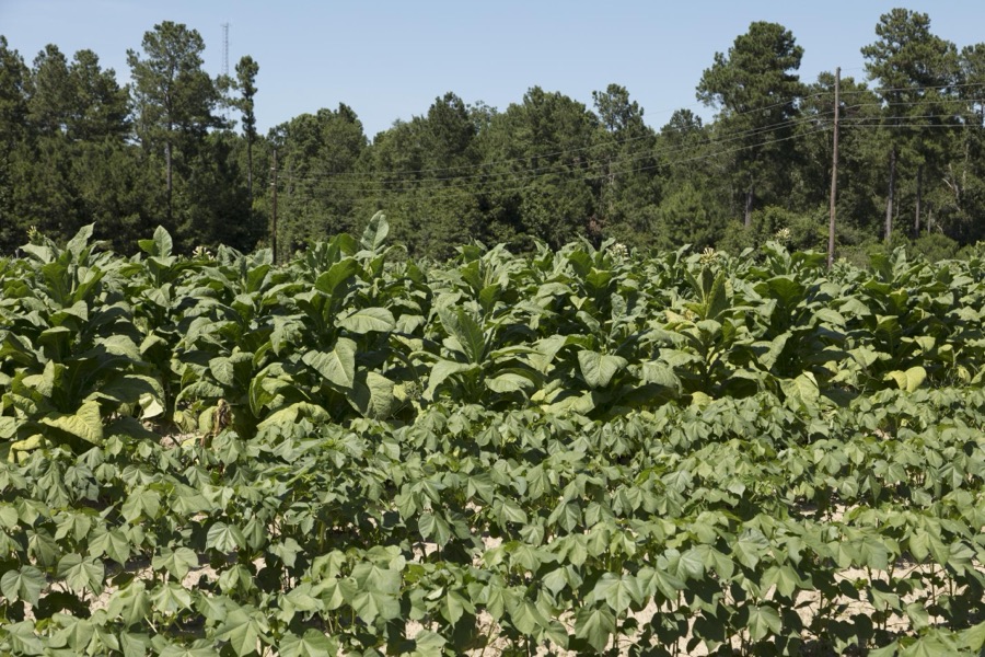 Lush tobacco crop at the L.W. Paul Living History Farm, a historical museum complex near Conway in Horry County, South Carolina
