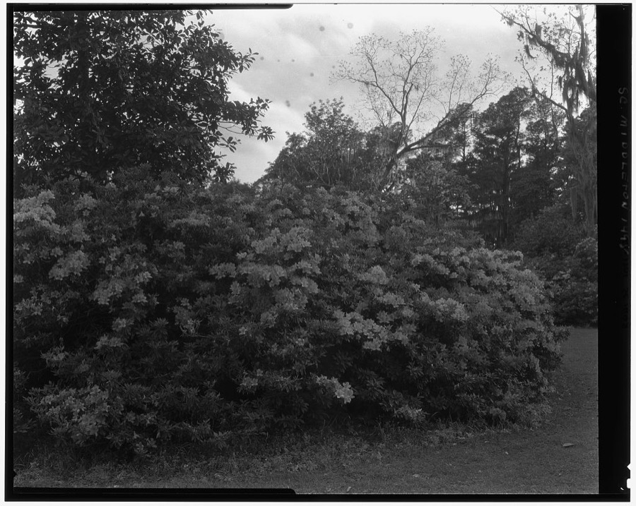 Middleton Place, Ashley River vic., Dorchester County, South Carolina