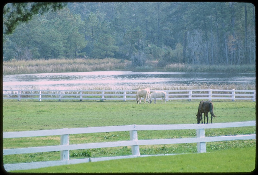 [Medway Plantation Near Charleston, South Carolina