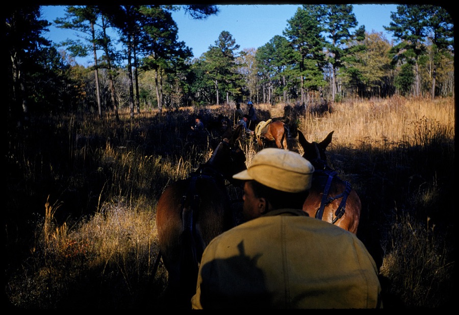 Quail Hunting - Extras