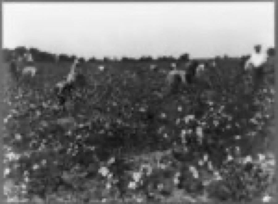Sumter county, South Carolina. Farm hands picking cotton