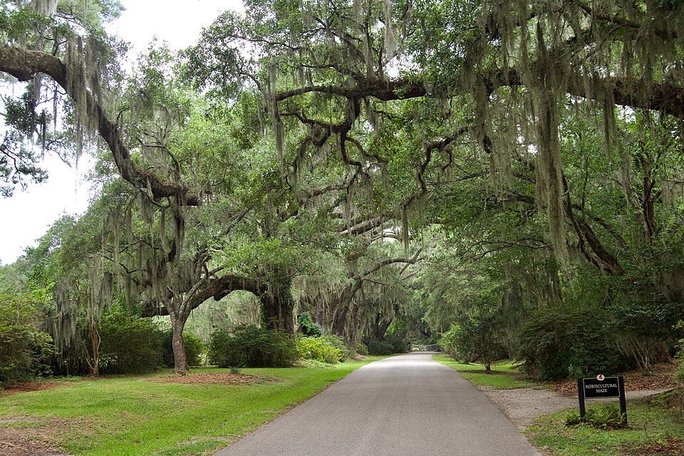 Photograph of Magnolia Plantation and Gardens (Charleston, South Carolina)
