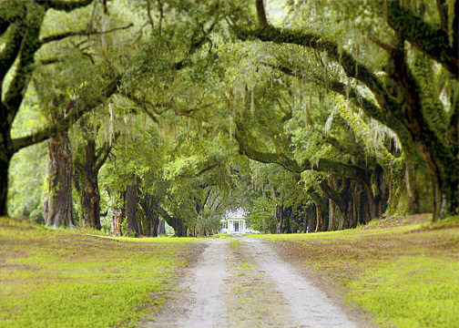 Photograph of Mansfield Plantation