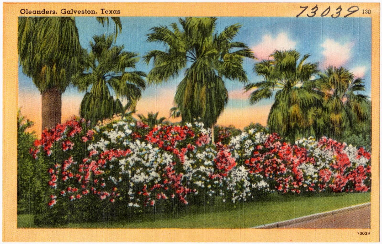 Oleanders, Texas, Boston Public Library - undated