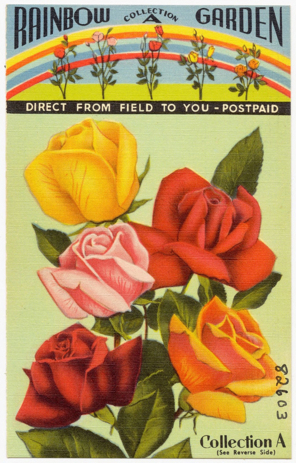 Southern States Nurseries, Route 2, Box 378A - Tyler, Texas, Boston Public Library - undated