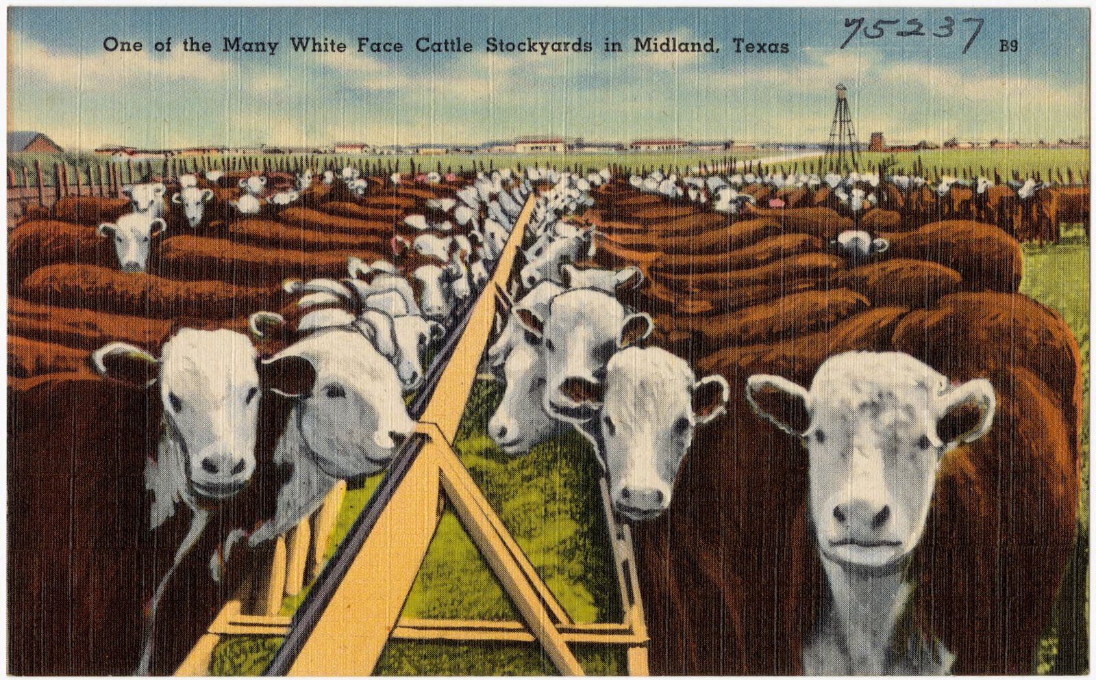 One of the many White Face Cattle Stockyards in Midland, Texas, Boston Public Library - undated