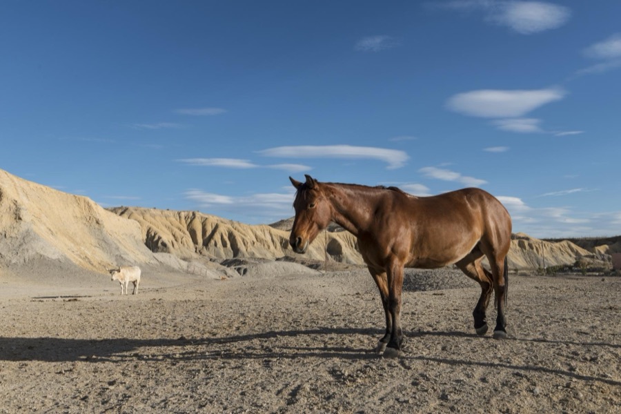 There's not much to graze on for these horses in the rugged terrain north of Big Bend National Park in the "Trans-Pecos" region of southwest Texas