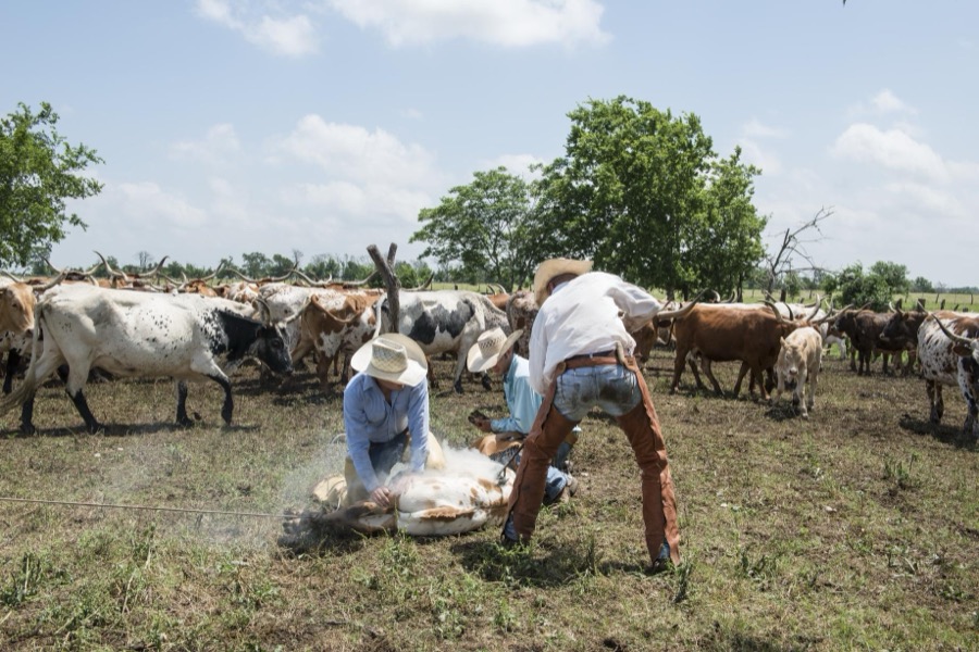 Branding day for heifers at the 1,800-acre Lonesome Pine Ranch, a working cattle ranch that is part of the Texas Ranch Life ranch resort near Chappell Hill in Austin County, Texas