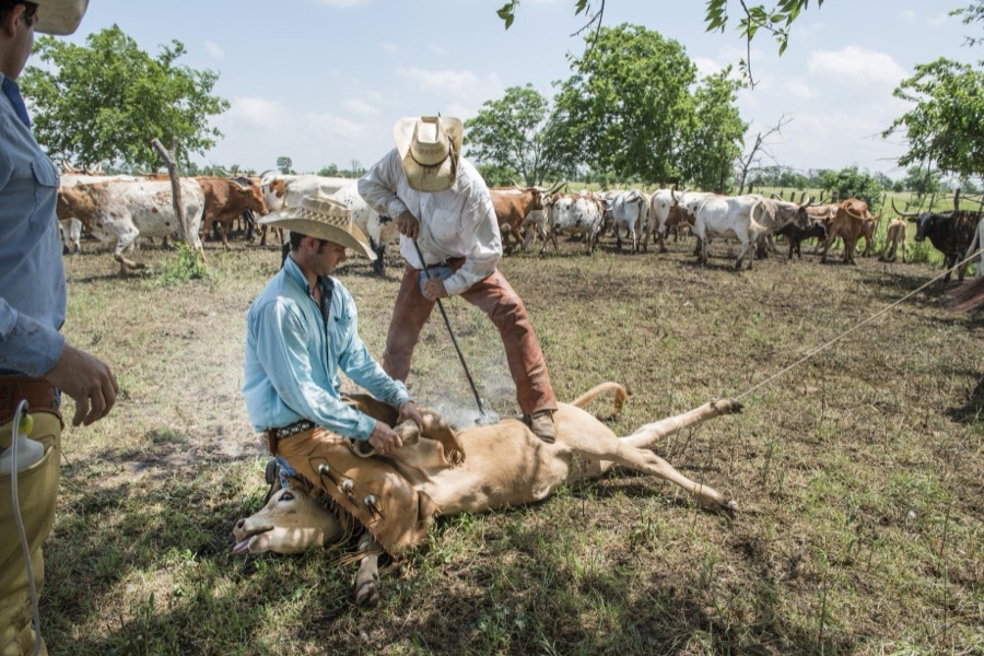 Branding day for heifers at the 1,800-acre Lonesome Pine Ranch, a working cattle ranch that is part of the Texas Ranch Life ranch resort near Chappell Hill in Austin County, Texas