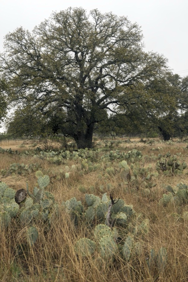 Cactus in a field along Park Road 4S, east of Longhorn State Park in Texas