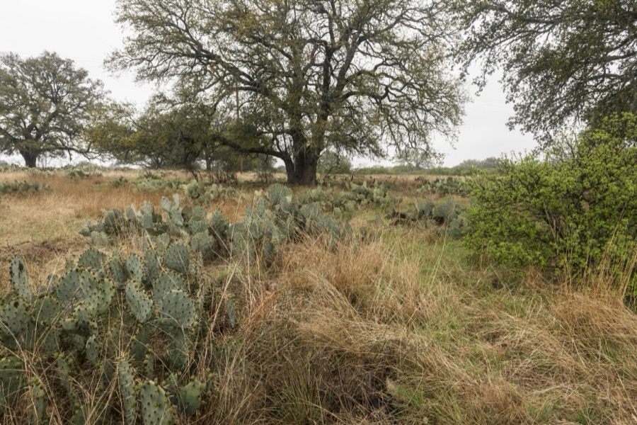 Cactus in a field along Park Road 4S, east of Longhorn State Park in Texas