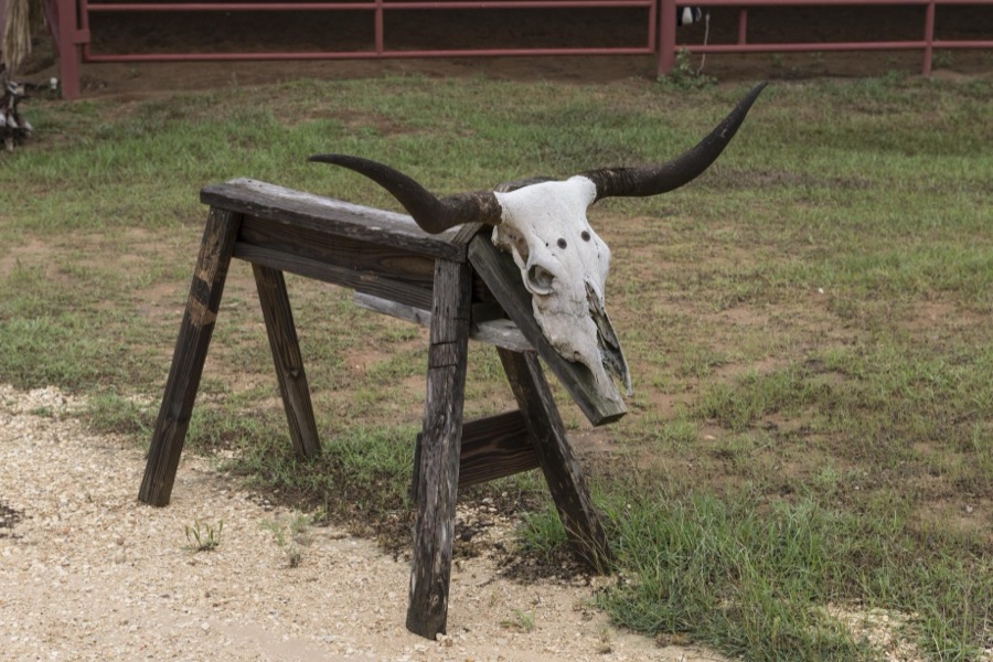 Cow-skull sawhorse at the 1,800-acre Lonesome Pine Ranch, a working cattle ranch that is part of the Texas Ranch Life ranch resort near Chappell Hill in Austin County, Texas