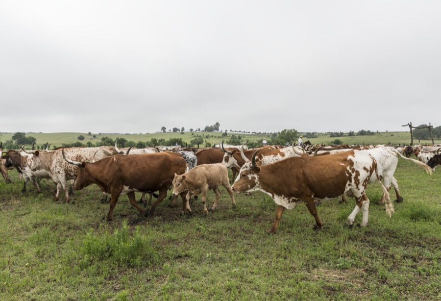 Part of a 200-head longhorn herd at the 1,800-acre Lonesome Pine Ranch, a working cattle ranch that is part of the Texas Ranch Life ranch resort near Chappell Hill in Austin County, Texas