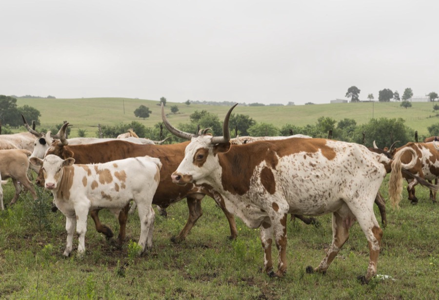 Part of a 200-head longhorn herd at the 1,800-acre Lonesome Pine Ranch, a working cattle ranch that is part of the Texas Ranch Life ranch resort near Chappell Hill in Austin County, Texas