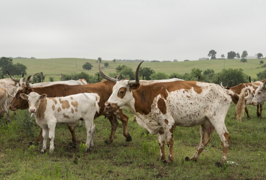 Part of a 200-head longhorn herd at the 1,800-acre Lonesome Pine Ranch, a working cattle ranch that is part of the Texas Ranch Life ranch resort near Chappell Hill in Austin County, Texas
