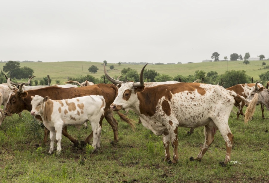 Part of a 200-head longhorn herd at the 1,800-acre Lonesome Pine Ranch, a working cattle ranch that is part of the Texas Ranch Life ranch resort near Chappell Hill in Austin County, Texas