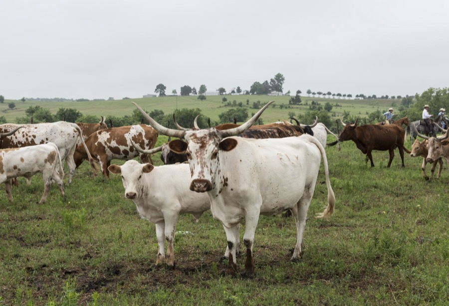 Part of a 200-head longhorn herd at the 1,800-acre Lonesome Pine Ranch, a working cattle ranch that is part of the Texas Ranch Life ranch resort near Chappell Hill in Austin County, Texas