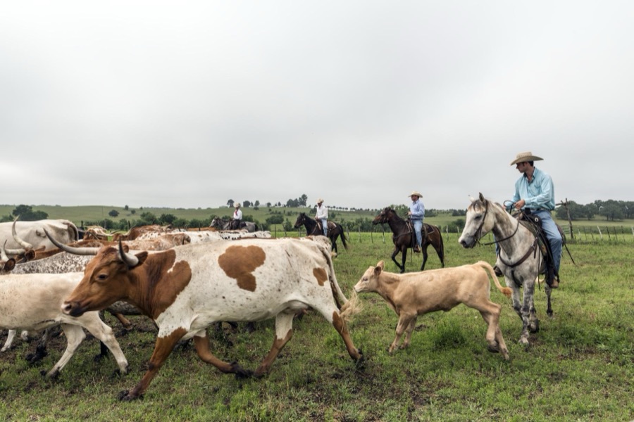 Cowhands drive the 200-head longhorn herd at the 1,800-acre Lonesome Pine Ranch, a working cattle ranch that is part of the Texas Ranch Life ranch resort near Chappell Hill in Austin County, Texas