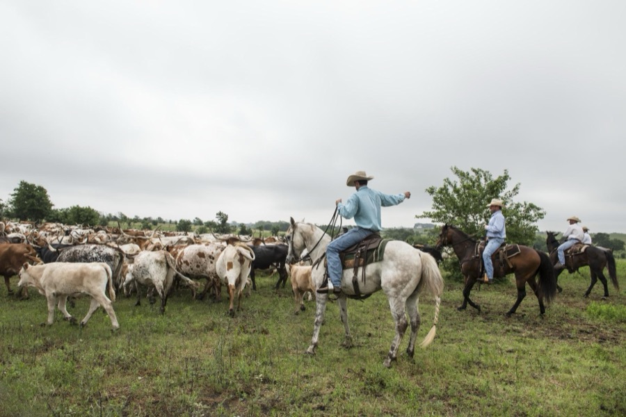 Cowhands drive the 200-head longhorn herd at the 1,800-acre Lonesome Pine Ranch, a working cattle ranch that is part of the Texas Ranch Life ranch resort near Chappell Hill in Austin County, Texas