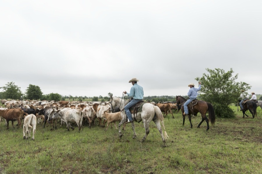 Cowhands drive the 200-head longhorn herd at the 1,800-acre Lonesome Pine Ranch, a working cattle ranch that is part of the Texas Ranch Life ranch resort near Chappell Hill in Austin County, Texas
