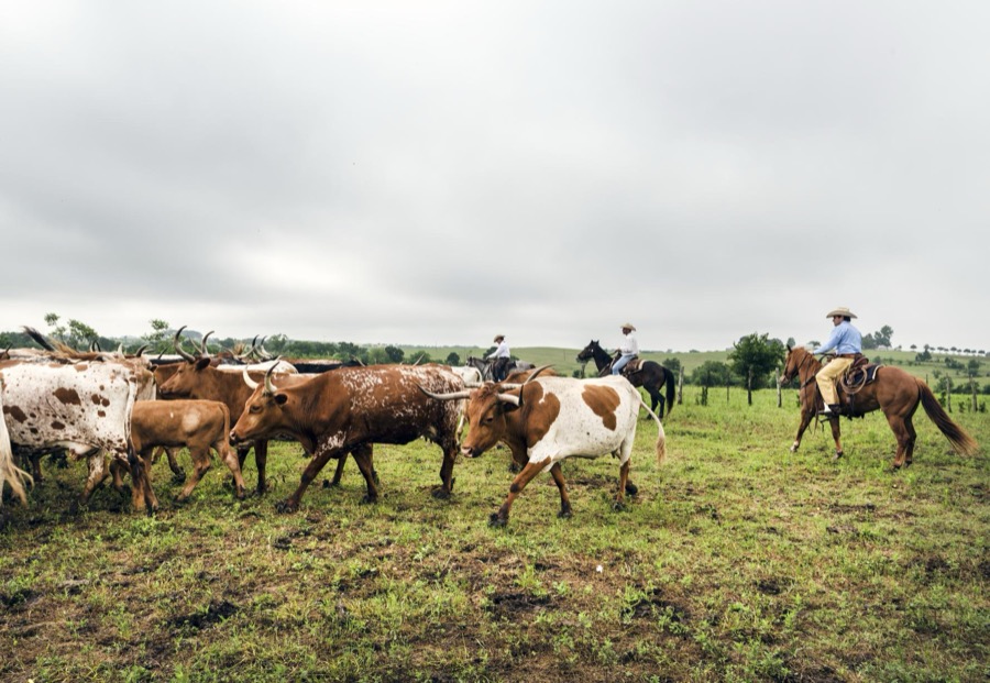 Cowhands drive the 200-head longhorn herd at the 1,800-acre Lonesome Pine Ranch, a working cattle ranch that is part of the Texas Ranch Life ranch resort near Chappell Hill in Austin County, Texas