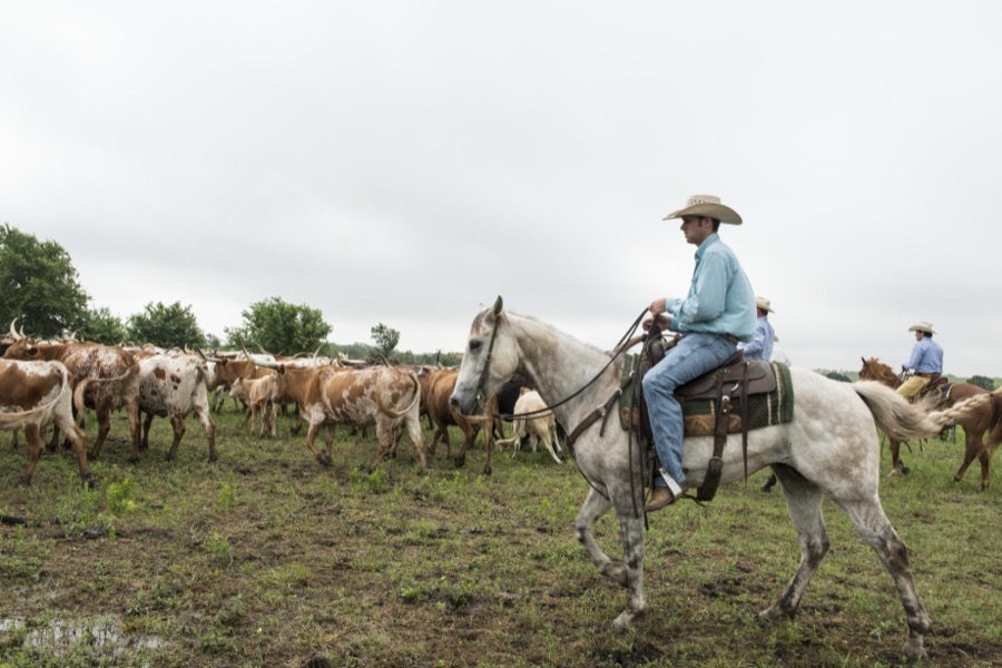 Cowhands drive the 200-head longhorn herd at the 1,800-acre Lonesome Pine Ranch, a working cattle ranch that is part of the Texas Ranch Life ranch resort near Chappell Hill in Austin County, Texas