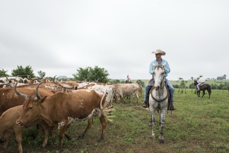 Cowhands drive the 200-head longhorn herd at the 1,800-acre Lonesome Pine Ranch, a working cattle ranch that is part of the Texas Ranch Life ranch resort near Chappell Hill in Austin County, Texas