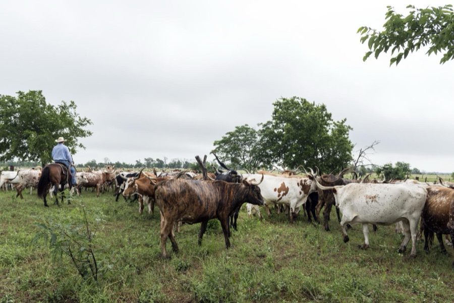 Cowhands drive the 200-head longhorn herd at the 1,800-acre Lonesome Pine Ranch, a working cattle ranch that is part of the Texas Ranch Life ranch resort near Chappell Hill in Austin County, Texas
