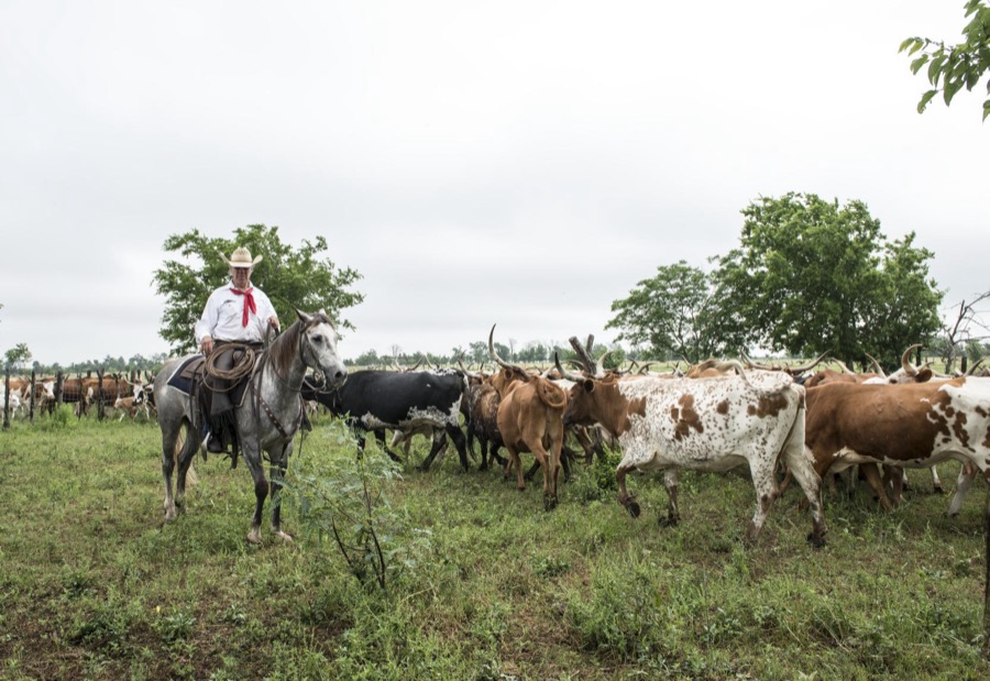 Cowhands drive the 200-head longhorn herd at the 1,800-acre Lonesome Pine Ranch, a working cattle ranch that is part of the Texas Ranch Life ranch resort near Chappell Hill in Austin County, Texas