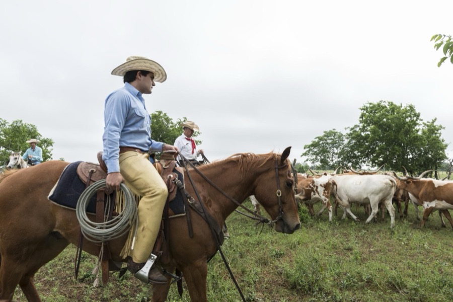 Cowhands drive the 200-head longhorn herd at the 1,800-acre Lonesome Pine Ranch, a working cattle ranch that is part of the Texas Ranch Life ranch resort near Chappell Hill in Austin County, Texas