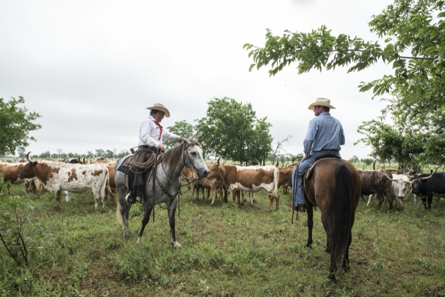 Cowhands drive the 200-head longhorn herd at the 1,800-acre Lonesome Pine Ranch, a working cattle ranch that is part of the Texas Ranch Life ranch resort near Chappell Hill in Austin County, Texas