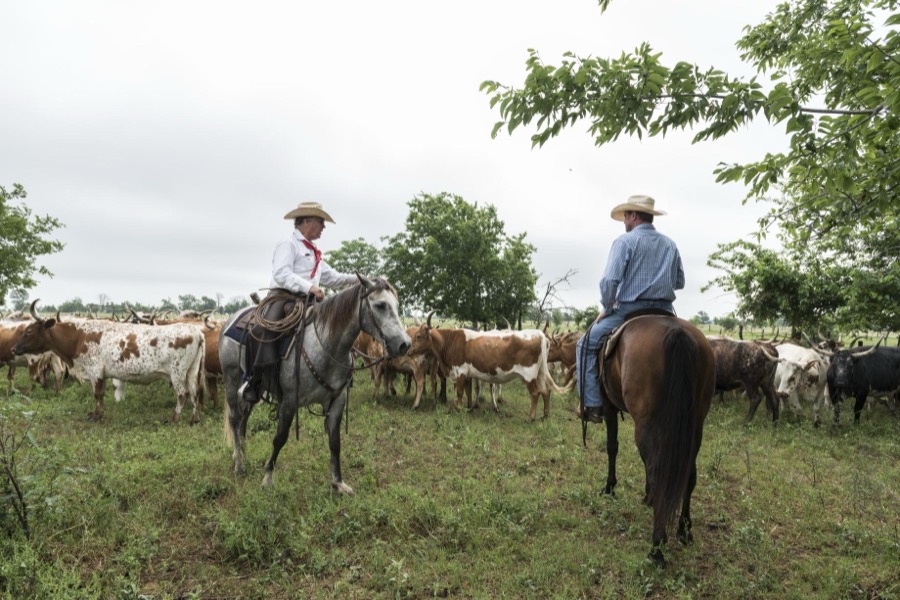 Cowhands drive the 200-head longhorn herd at the 1,800-acre Lonesome Pine Ranch, a working cattle ranch that is part of the Texas Ranch Life ranch resort near Chappell Hill in Austin County, Texas