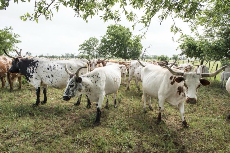 Part of the 200-head longhorn herd at the 1,800-acre Lonesome Pine Ranch, a working cattle ranch that is part of the Texas Ranch Life ranch resort near Chappell Hill in Austin County, Texas