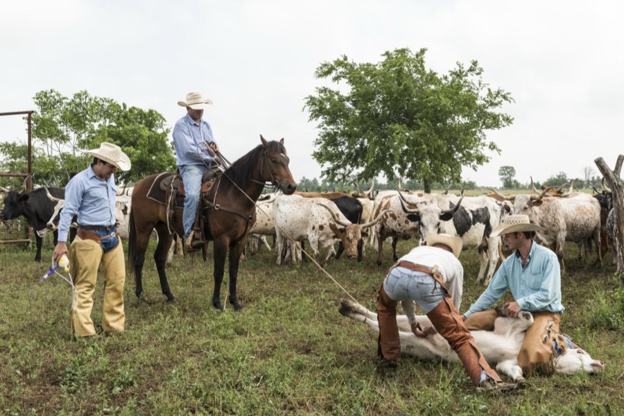 Branding day at the 1,800-acre Lonesome Pine Ranch, a working cattle ranch that is part of the Texas Ranch Life ranch resort near Chappell Hill in Austin County, Texas