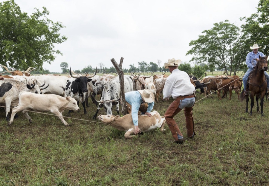 Branding day at the 1,800-acre Lonesome Pine Ranch, a working cattle ranch that is part of the Texas Ranch Life ranch resort near Chappell Hill in Austin County, Texas